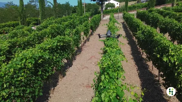 Il drone in volo tra i filari