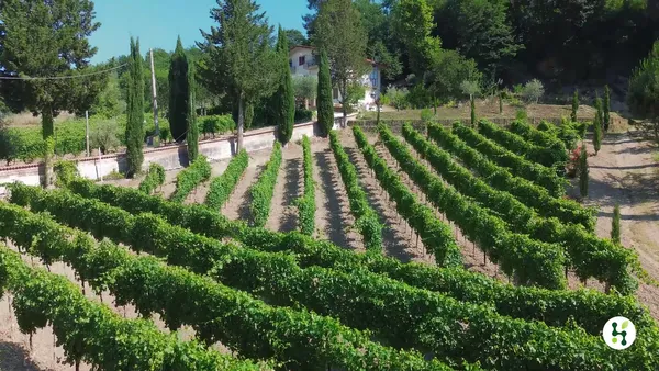 Il vigneto ripreso dal drone