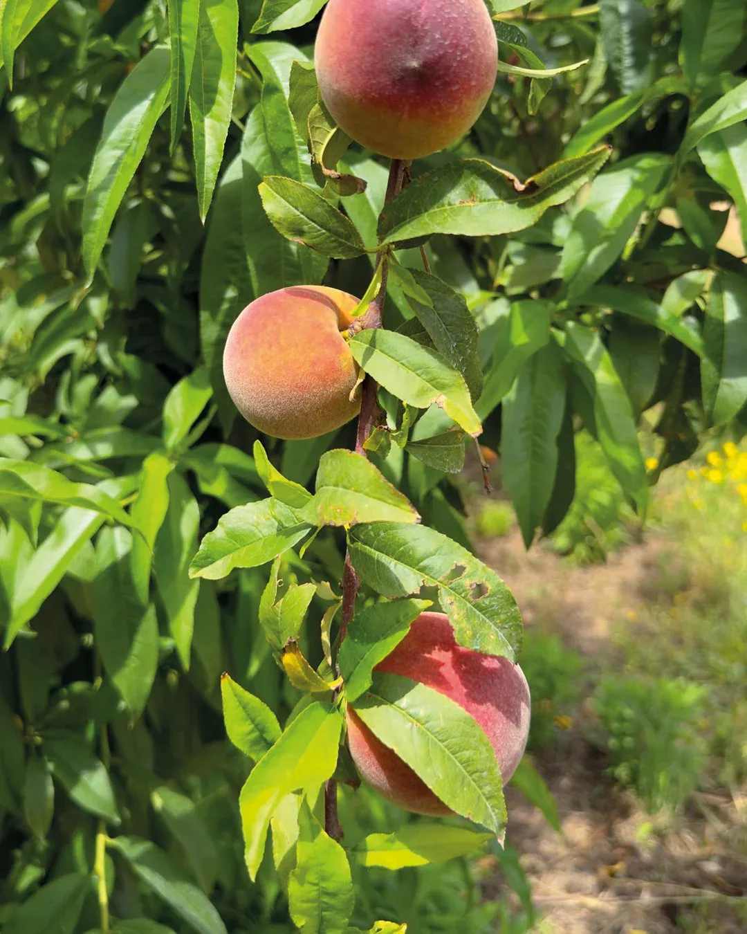 Ortofrutta