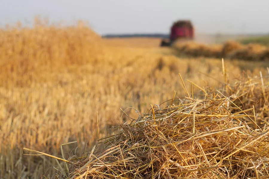 sensori iot per agricoltura bagnatura fogliare