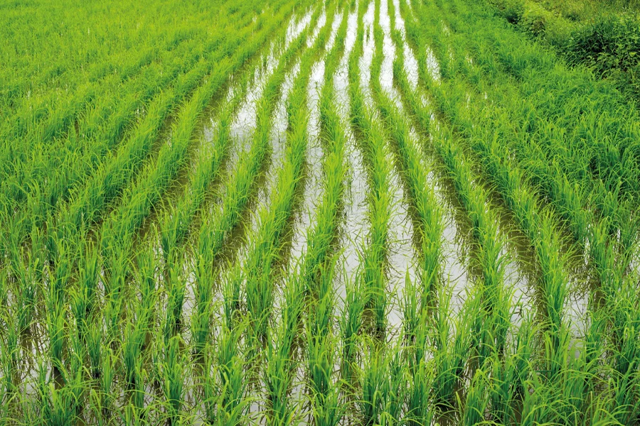 sensori iot per agricoltura prevenzione delle criticita