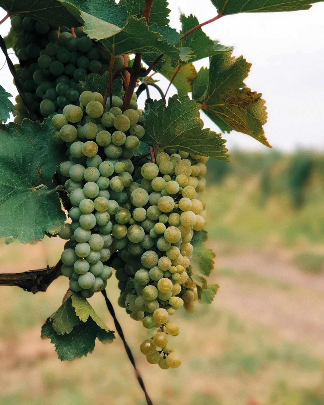 viticoltura Quaderno di campagna digitale per aziende vitivinicole