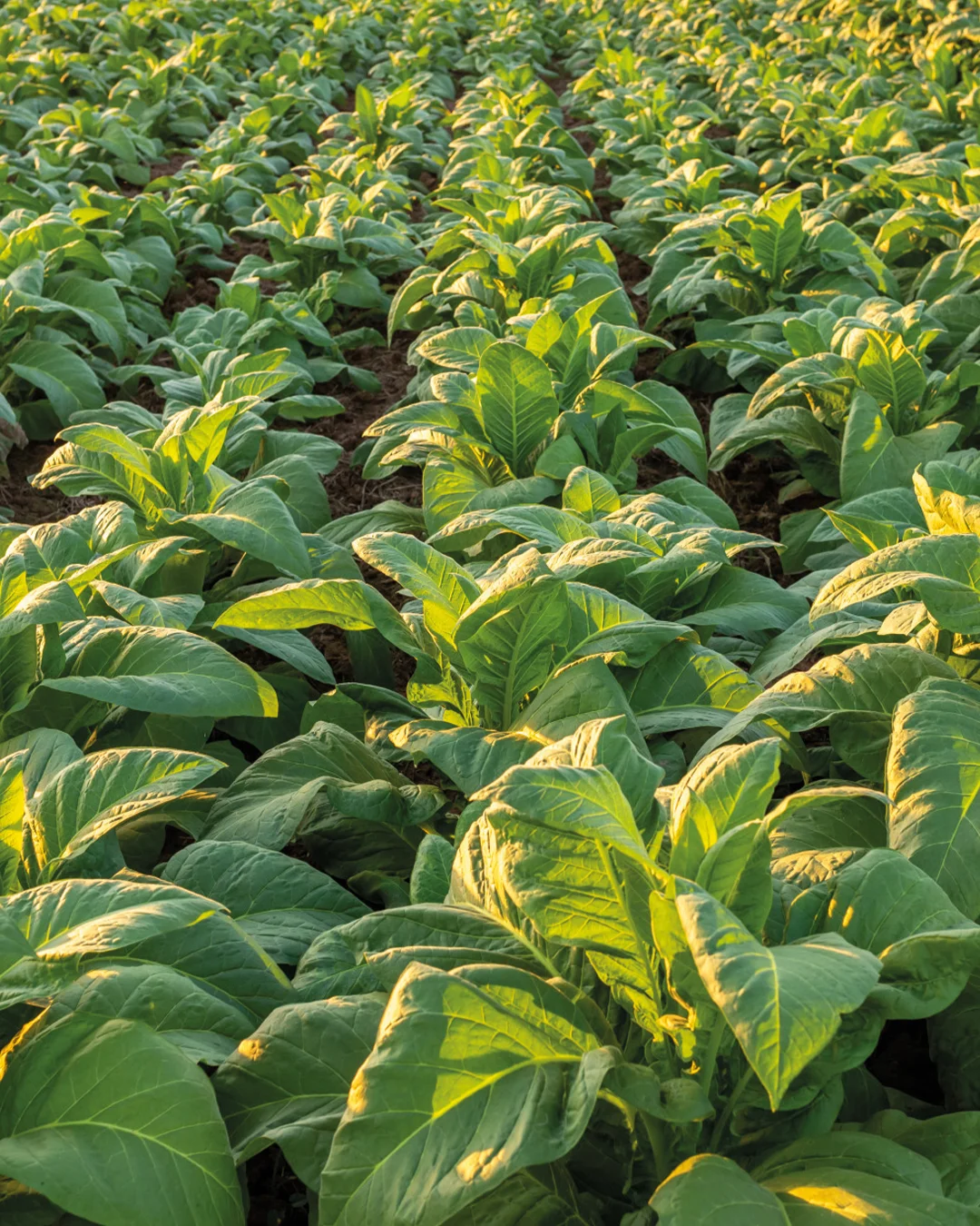 chi siamo terrahub aziende agricole e filiere
