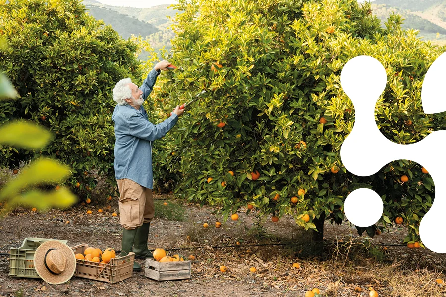 settori terrahub ortofrutta